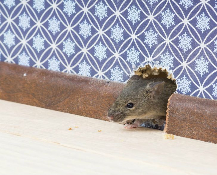 Борьба с Крысами внутри Стен